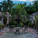 Palma pro domácnost - krásná dekorativní a nenáročná